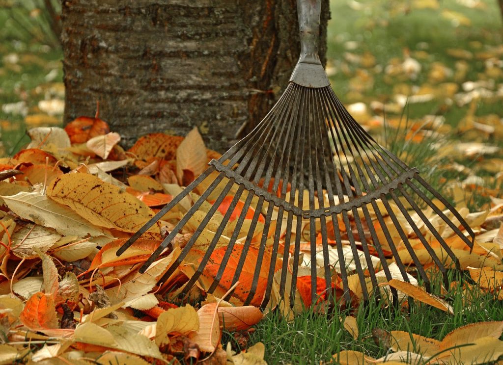 Leaves on Lawn